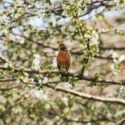 Robin Sitting on Branch